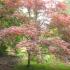 Fully grown Acer Palmatum growing in a UK landscape