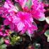 Azalea Amoena purple, pink flowering, for sale at our London plant centre, UK