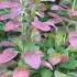 Japanese Barberry foliage, lovely red and purple leaf colouring. These shrubs for sale online, UK delivery