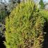 Japanese Cedar Tree for sale at our North London garden centre