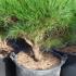 Japanese Red Pine trees for sale in UK