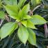 Japanese Wheel Tree foliage detail, buy these trees online UK