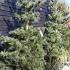 Tempelhof Japanese White Pine trees for sale online at Conifer specialist nursery London UK