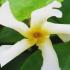 Jasmine Star of Toscana Selbra at our London plant centre UK