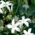 Jasminum Azoricum White Azorean Jasmine, fragrant white flowering, buy online UK