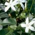 Jasminum Azoricum White Azorean Jasmine