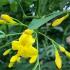 Jasminum Humile Revolutum Italian Jasmine is a Yellow Jasmine, buy online with UK delivery.