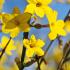 Jasminum Nudiflorum Winter Jasmine is also known as Jasminum Sieboldianum. Yellow winter flowering jasmine for sale UK delivery.