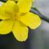 Jasminum nudiflorum Winter Jasmine with yellow flowers