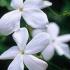 Jasminum Officinale or Common Jasmine for sale online UK