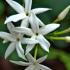 Jasminum Sambac Arabian Jasmine, white flowering, very fragrant. Plants to buy online UK