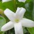 Jasminum Sambac Arabian Jasmine