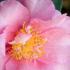 Camellia Sasanqua Jennifer Susan for sale at our London nursery where we specialise in Camellias, UK delivery