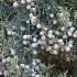 Juniper Grey Owl or Juniperus Grey Owl plants for sale online with UK delivery