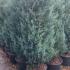 Juniper Moonglow Conifers for sale online UK