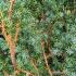 Juniperus Chinensis Blue Alps Chinese Juniper