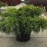 Juniperus Pfitzeriana Old Gold. Juniper Old Gold Groundcover, conifers to buy online UK delivery.