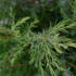 A tall, narrow evergreen conifer with dense blue-green foliage, perfect for hedging or accenting gardens.