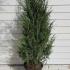 Juniper Moonglow. Juniperus Scopulorum Moonglow buy online, delivery UK