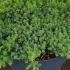 Juniperus Procumbens low growing conifers, for sale at our North London plant centre, UK delivery