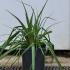 Kniphofia Uvaria 10-20 cm buy online UK.