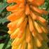 Kniphofia Uvaria. Red Hot Poker. Torch Lily for Sale Online with UK and Ireland delivery.