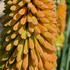 Kniphofia uvaria brings bold spikes of red, orange, and yellow blooms. A striking, sun-loving perennial perfect for borders.