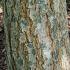 Koelreuteria Paniculata is also known as Pride of India or Golden Rain tree growing in a woodland setting showing bark detail