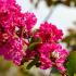 Lagerstroemia Indiya Charms Braise d’eté (Summer Embers) flowering shrub buy UK