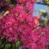 Lagerstroemia Indiya Charms Fuchsia d’été Summer Fuchsia flowering plants to buy UK