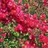 Lagerstroemia Indica Dynamite Red Flowering Crape Myrtle