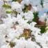 Lagerstroemia Indica Nivea Crape Myrtle beautiful white flowering for sale online UK