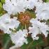 Lagerstroemia Indica Nivea Crape Myrtle White Flowering