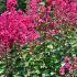 Lagerstroemia Indica Pink Velour or Crepe Myrtle Pink Velour