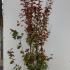 Lagerstroemia indica Rhapsody in Pink crape myrtle in autumn with colorful fall foliage