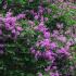 Lagerstroemia Indica Violacea Violet Crape Myrtle, purple flowering crape myrtle to buy online UK