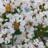 Lagerstroemia Indiya Charms Neige d’Été crape myrtle in full bloom with pure white flowers