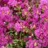 Lagerstroemia Indiya Charms Violet d’Été crape myrtle in full bloom with vibrant pink flowers