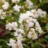 Lagerstroemia Indiya Charms Neige d’été Summer Snow