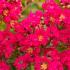 Lagerstroemia Indica Rubra Magnifica, a Crape Myrtle with deep pinkish red flowers for sale online UK