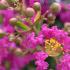 Lagerstroemia Indiya Charme Violet de ete, flower details, buy online UK