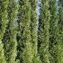 Extra large Leylandii trees for instant screening, buy online UK nationwide delivery