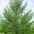 Larix Kaempferi Japanese Larch Tree, a deciduous conifer producing whirls of attractive bluish-gray needles in spring turning yellowish-orange in autumn