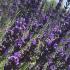 Lavandula intermedia Grosso. Lavender Grosso for Sale UK