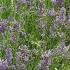 Lavender Plants for sale at Paramount Plants and Gardens, London and online within the UK. 