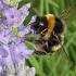 Lavender plants - large for sale online UK delivery