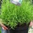 Large Lavender Angustifolia - English lavender buy online UK