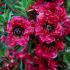 Leptospermum Scoparium Red Damask is an evergreen shrub with deep red double flowers, buy online UK