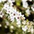 Leptospermum Scoparium Alba, White Flowering Tea Tree to buy online UK