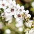 Leptospermum Scoparium Alba, White Flowering Tree Tree